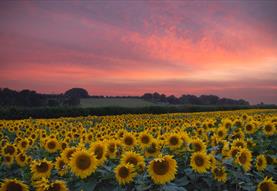 Salisbury Sunflowers
