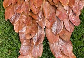 Autumn Leaf Wings