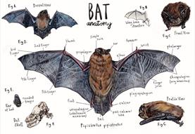 Bat Walk and Talk