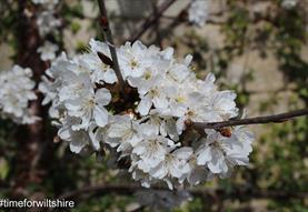 Visiting Wiltshire Nature Reserves