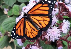 Orange butterfly on pink flowers