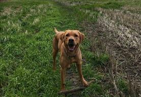 Charity Dog Walk with The White Horse Inn!