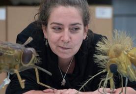 The Inside Out of Flies: Talk by Erica McAlister