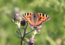 Spring Butterfly Walk in Chase Woods