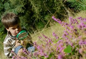 Half Term Family Activity - Minibeast Safari