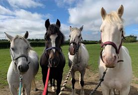 Rein and Shine Pony Days and Pony Camps