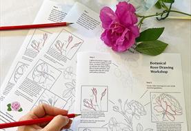 Botanical Rose Drawing