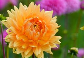 Dahlias at Stonehenge