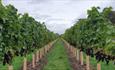 grape trees in a field