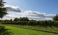 Vineyard trees in field