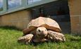 tortoise in the sun