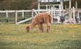 Cholderton Rare Breeds Farm - Alpaca