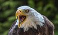 Hawk Conservancy Trust Andrew Street