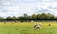 Sheep and cows in Spring at Bluestone