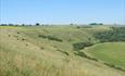 Burcombe Folly Clump (C) S Keene