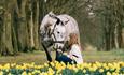 Lucknam Park Equestrian Centre