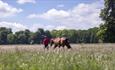 Lucknam Park Equestrian Centre