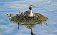 A Grebe bird sits on a nest surrounded by the lake water.