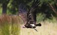 Hooded Vulture at the Hawk Conservancy Trust