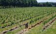 Planting the trees in the vineyard