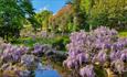 Wisteria at the Iford Manor Gardens, near Bath.
