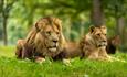 a male lion and a lioness led in the grass