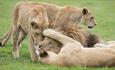 Lions Playing at Longleat Safari Park
