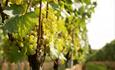 Chardonnay vines