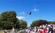 Masters of the Sky flying display at the Hawk Conservancy Trust