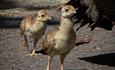 Peachicks credit image Paul Meads