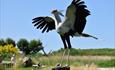 Angola the Secretary Bird at the Hawk Conservancy Trust