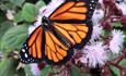 Orange butterfly on pink flowers