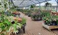 plants for sale in garden centre