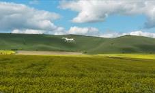 Alton Barnes White Horse, near Pewsey