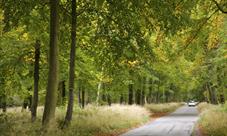 Savernake Forest