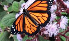 Orange butterfly on pink flowers