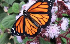 Orange butterfly on pink flowers