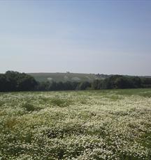 Fovant badges seen from Compton Chamberlayne - Fovant footpath (C) Elizabeth Forbes