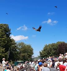 Masters of the Sky flying display at the Hawk Conservancy Trust