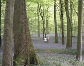 Bluebell Wood