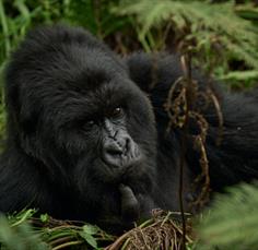 The Challenge of Sustainable Gorilla and Chimpanzee Conservation and Ecotourism