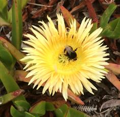 Open Gardens