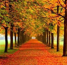 Trio Paradis Café Concert: The Music of Trees at Chippenham