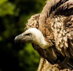 International Vulture Awareness Day