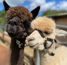 Alpaca Takeover at The White Horse Inn