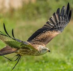 Birds of Prey at Lydiard Park