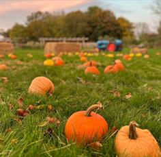 Pumpkins in the Paddock