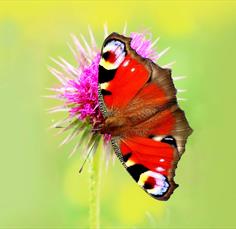 Iford Manor Butterfly Day