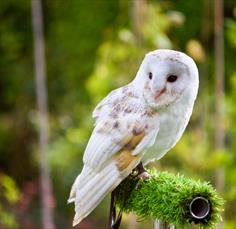 Perch & Pencil: A Birds of Prey Sketching Workshop