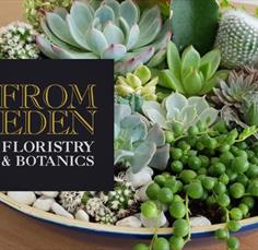 Indoor Succulent Gardens